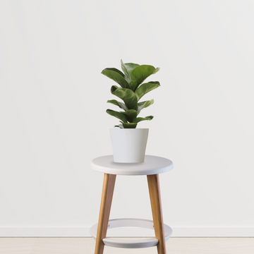 Ficus lyrata – fiddle leaf fig